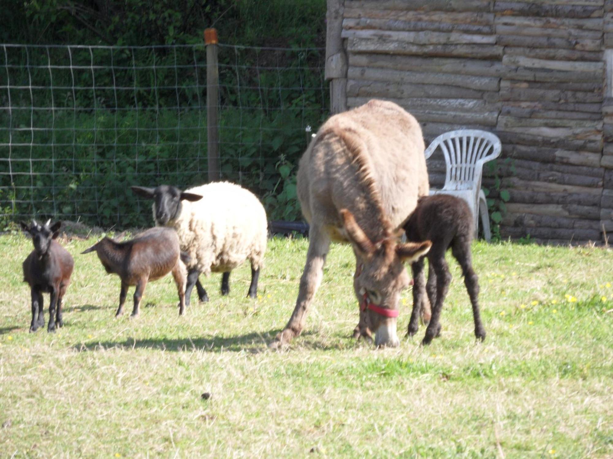 Les Pieds Dans L'Herbe Bed & Breakfast Rosporden Exterior foto