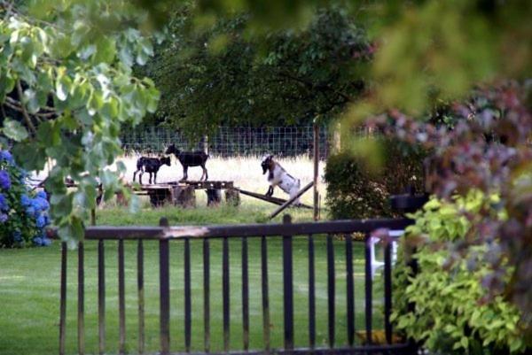 Les Pieds Dans L'Herbe Bed & Breakfast Rosporden Exterior foto